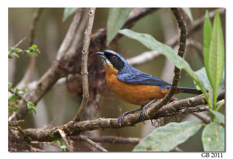 CHESTNUT-BELLIED MOUNTAIN TANAGER